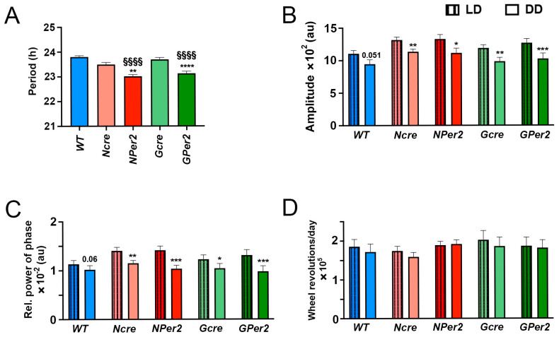 Deletion of Clock Gene <i>Period 2</i> (<i>Per2</i>) in Astrocytes Shortens Clock Period but Does Not Affect Light-Mediated Phase Shifts in Mice.