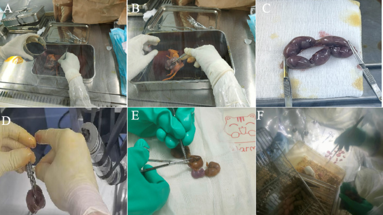Optimized cesarean techniques, IVF use, and foster strain selection enhance germ-free mouse production efficiency.
