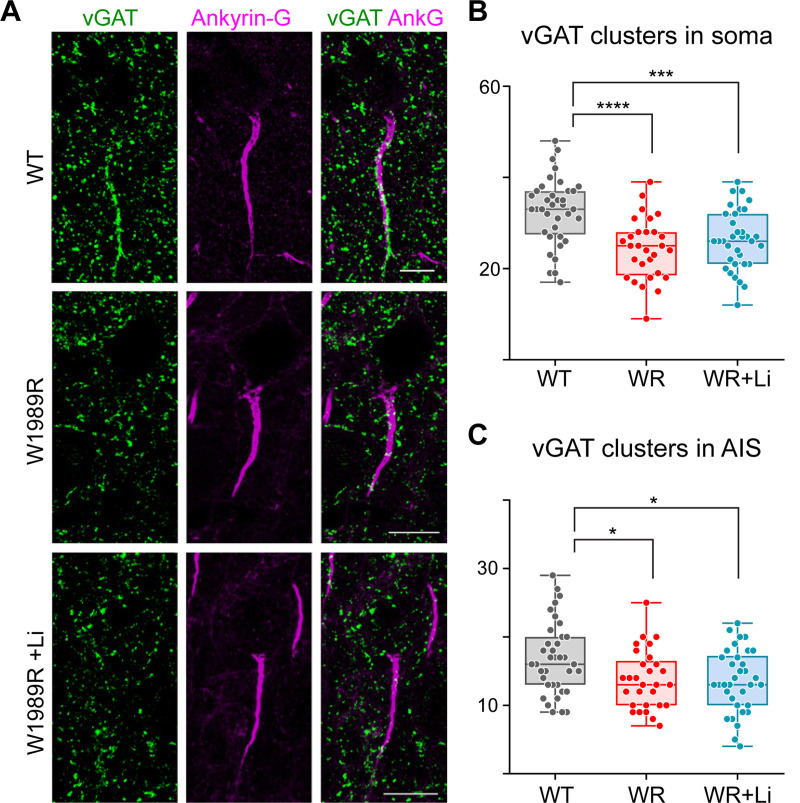 Lithium Restores Inhibitory Function and Neuronal Excitability through GSK-3β Inhibition in a Bipolar Disorder-Associated <i>Ank3</i> Variant Mouse Model.