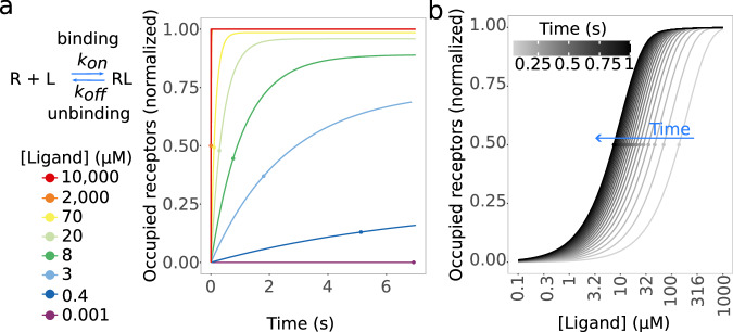Modeling the use of transient ligand binding information by AMPA receptors.