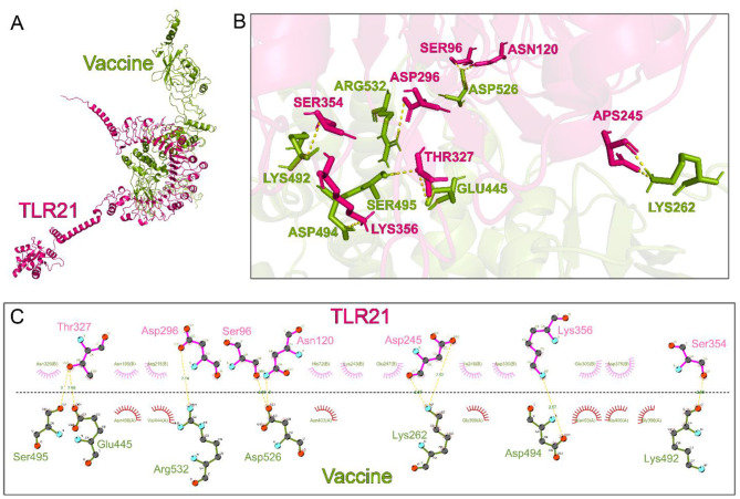 Sortase-mediated surface display of a chimeric immunogen on Bacillus subtilis: a chicken necrotic enteritis vaccine candidate.