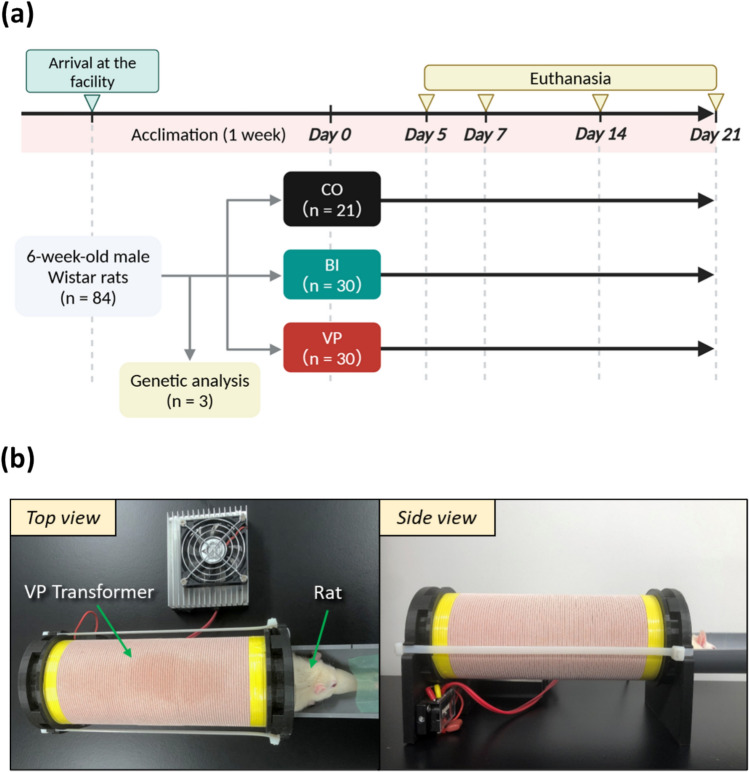 Non-contact electrical stimulation via a Vector-potential transformer promotes bone healing in drill-hole injury model.