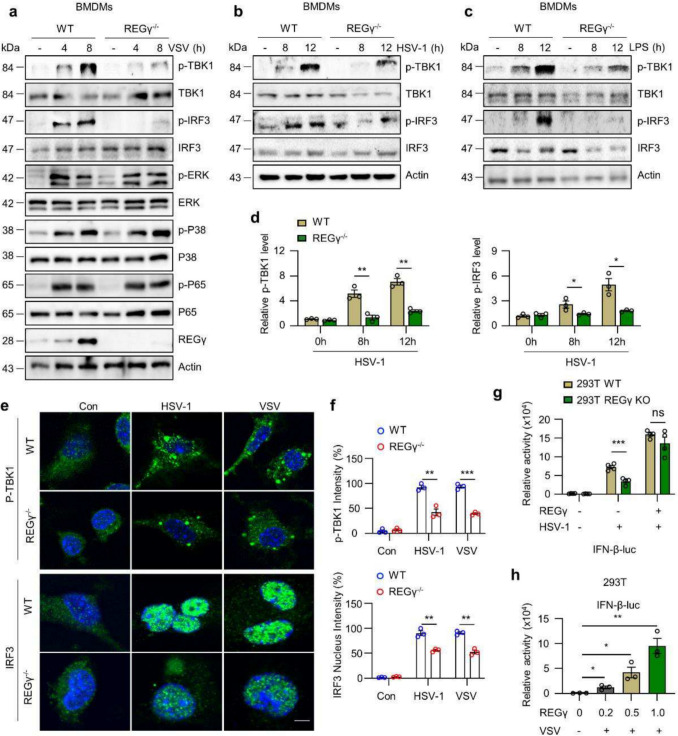 REGγ regulates antiviral response by activating TBK1-IFNβ signaling through degradation of PPP2CB.