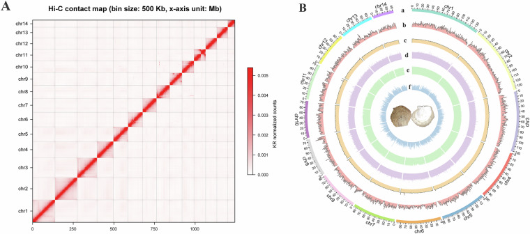 The chromosome-level genome assembly and annotation of the silver-lipped pearl oyster, Pinctada maxima.