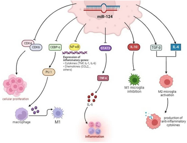MiR-124 and MiR-155 as Therapeutic Targets in Microglia-Mediated Inflammation in Multiple Sclerosis.
