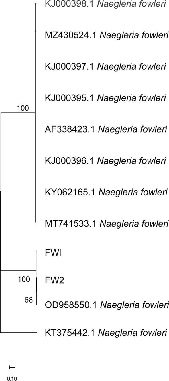 Rare Naegleria fowleri meningoencephalitis diagnosed via combined molecular biology and metagenomic sequencing techniques: a case report.