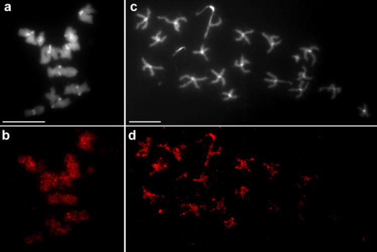 Discovery of new chromosomal markers through repeatome analysis of Caryophyllaeus laticeps (Caryophyllidea).