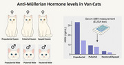 The Role of Anti-Müllerian Hormone in Van Cats in Relation to Sex and Reproductive Status.