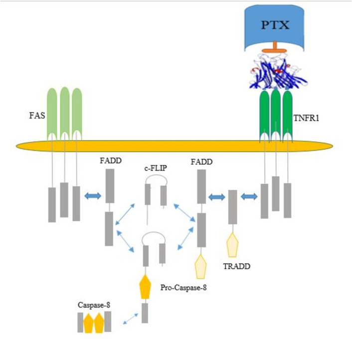 Premature ovarian insufficiency restoration after chemotherapy: current achievements and future prospects on its treatment or management.