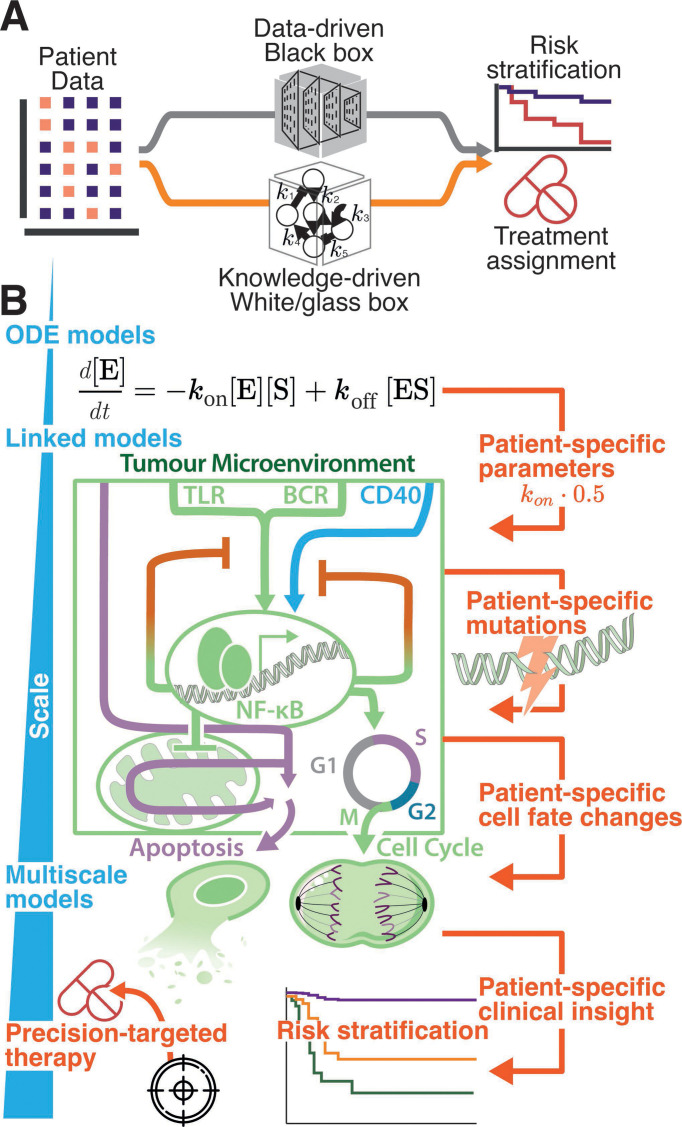 Computational modelling of aggressive B-cell lymphoma.