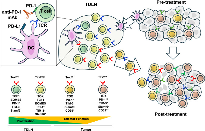 Why combine and why neoadjuvant? Tumor immunological perspectives on chemoimmunotherapy in triple-negative breast cancer.