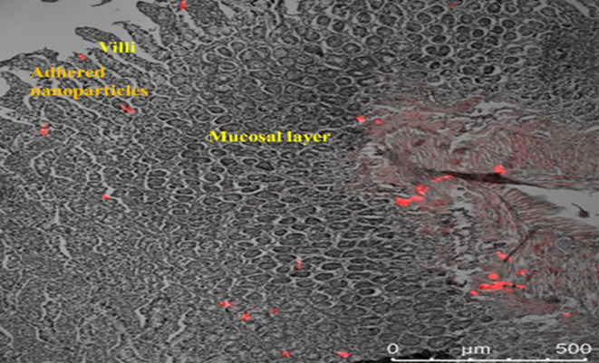 Effects of piperine on intestinal permeation, pharmacodynamics and pharmacokinetics of insulin loaded chitosan coated solid lipid nanoparticles in rats.