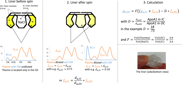 Modeling the postprandial CETP-mediated lipid redistribution between chylomicrons, LDL and HDL.