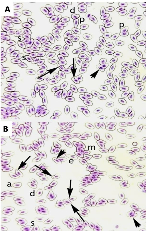 Environmental relevant concentrations of copper sulphate induce biochemical and molecular toxicity in Labeo rohita.