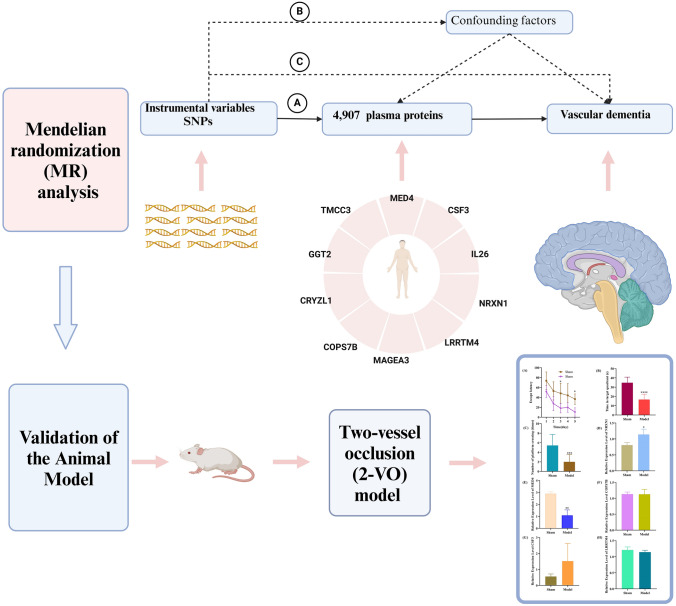 Causal Effects of the Plasma Proteome on Vascular Dementia Risk: A Mendelian Randomization Study with Experimental Validation.