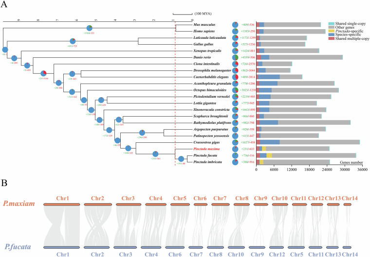 The chromosome-level genome assembly and annotation of the silver-lipped pearl oyster, Pinctada maxima.