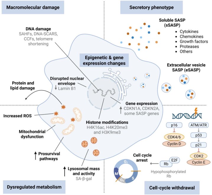 Understanding and targeting senescence in kidney disease.