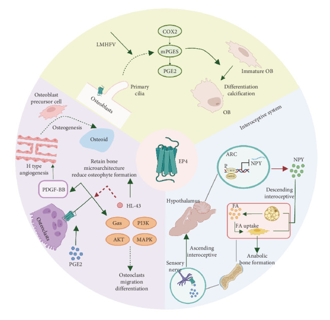 Dual Roles of Prostaglandin E2 (PGE2) in Bone Remodeling and Pain Management: Bridging the Gap in Osteoarthritis Research.