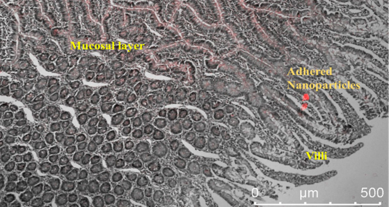 Effects of piperine on intestinal permeation, pharmacodynamics and pharmacokinetics of insulin loaded chitosan coated solid lipid nanoparticles in rats.