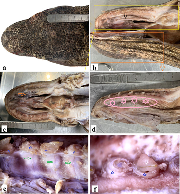 Histological and histochemical characterisation of the salivary glands of the palatine fold and the mandibular venom gland of the Komodo dragon (Varanus komodoensis).