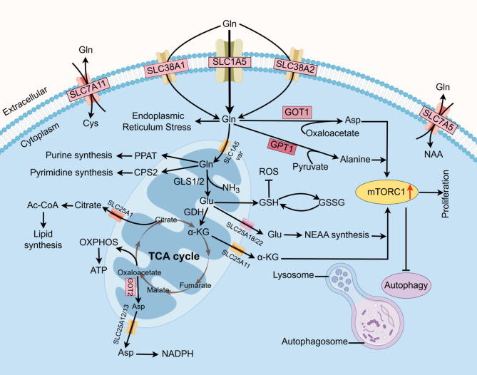 Targeting glutamine metabolism as a potential target for cancer treatment.