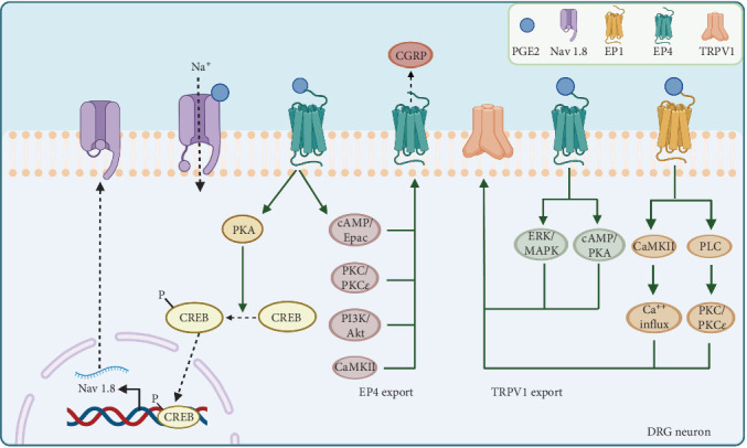 Dual Roles of Prostaglandin E2 (PGE2) in Bone Remodeling and Pain Management: Bridging the Gap in Osteoarthritis Research.