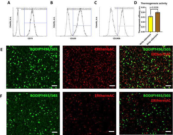 Incretin-based approaches for type 2 diabetes therapy: effects on circulating cytokines and adipocyte's secretome.