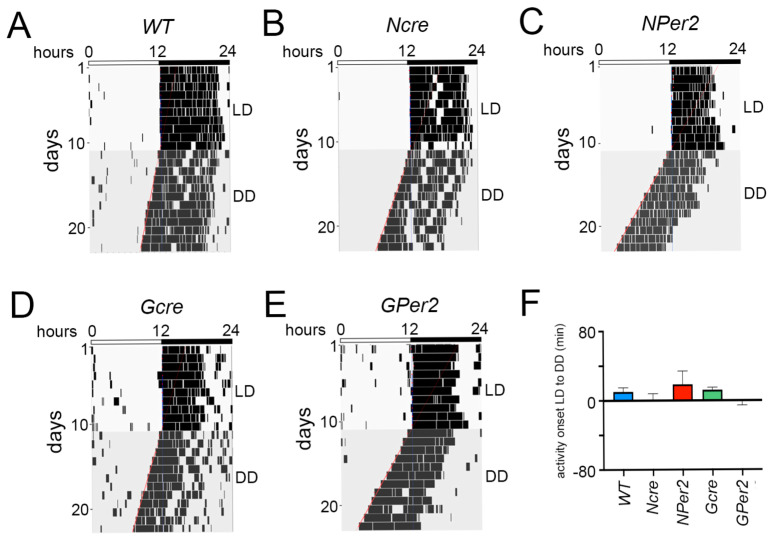 Deletion of Clock Gene <i>Period 2</i> (<i>Per2</i>) in Astrocytes Shortens Clock Period but Does Not Affect Light-Mediated Phase Shifts in Mice.