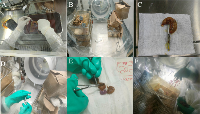 Optimized cesarean techniques, IVF use, and foster strain selection enhance germ-free mouse production efficiency.