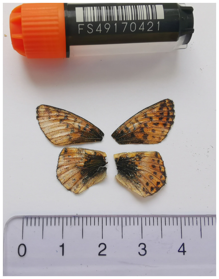 The genome sequence of the Cranberry Fritillary, <i>Boloria aquilonaris</i> (Stichel, 1908) (Lepidoptera: Nymphalidae).