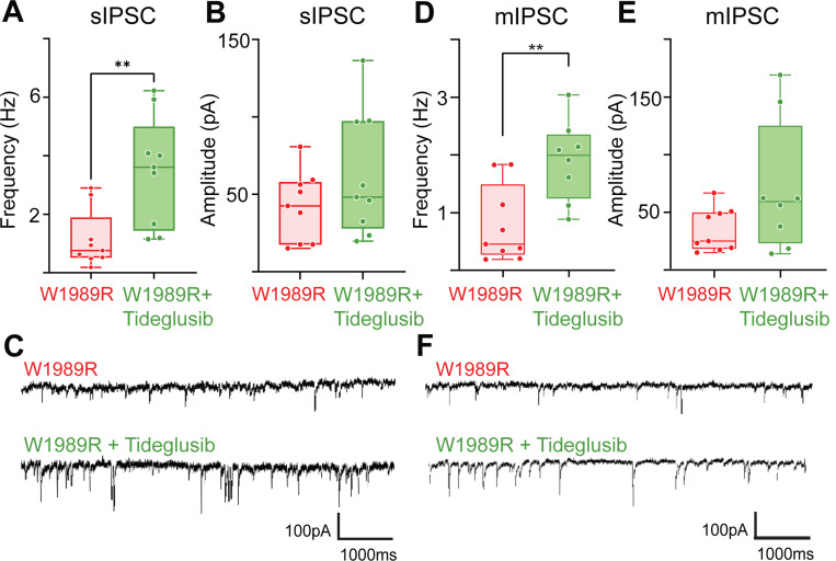 Lithium Restores Inhibitory Function and Neuronal Excitability through GSK-3β Inhibition in a Bipolar Disorder-Associated <i>Ank3</i> Variant Mouse Model.