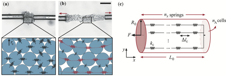 Soft matter mechanics of immune cell aggregates.