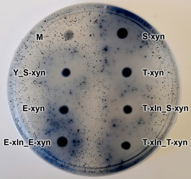 Identifying promoters to enhance heterologous gene expression in recombinant Saccharomyces cerevisiae strains cultivated on non-native substrates