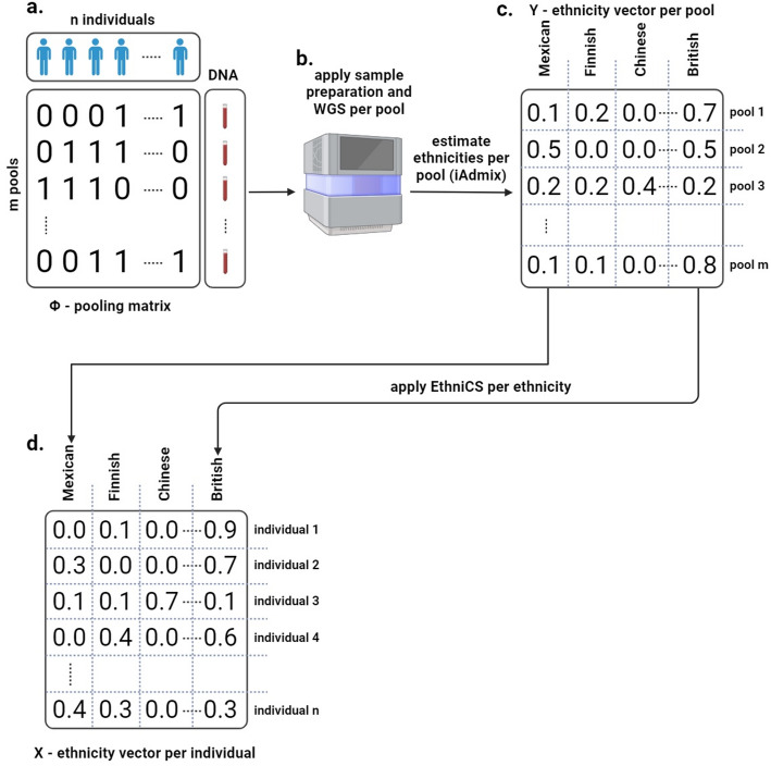 Combining whole genome sequencing and non-adaptive group testing for large-scale ethnicity screens.