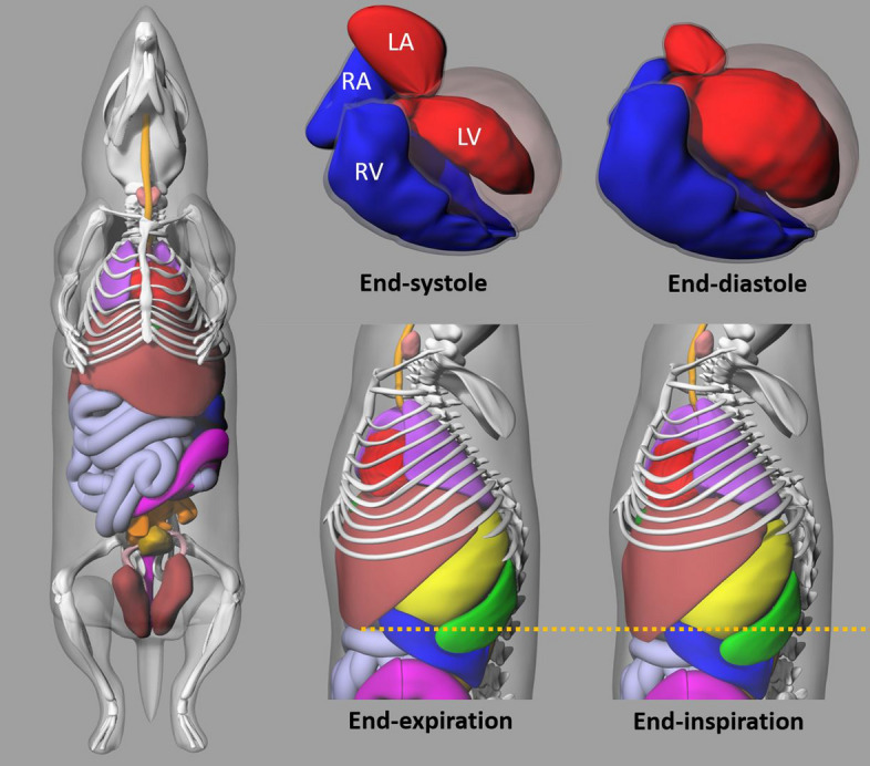 S-values for bone marrow dosimetry in preclinical radiopharmaceutical studies with rodents.