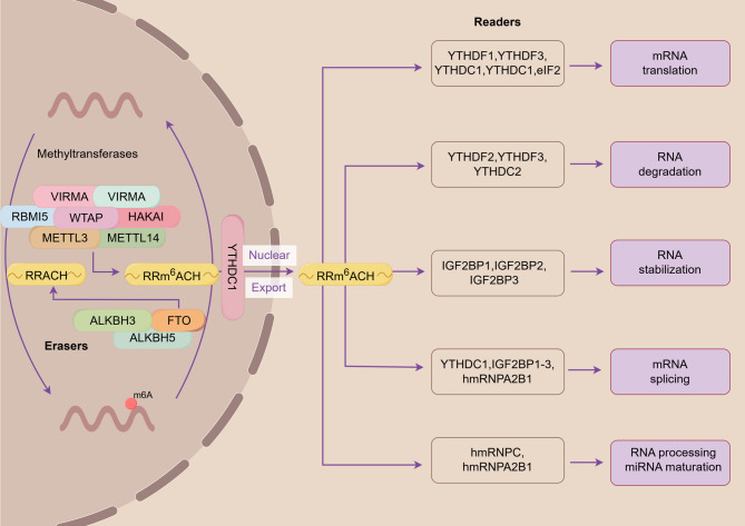 Targeting m6A methylation for early diagnosis and precision medicine in hepatocellular carcinoma.