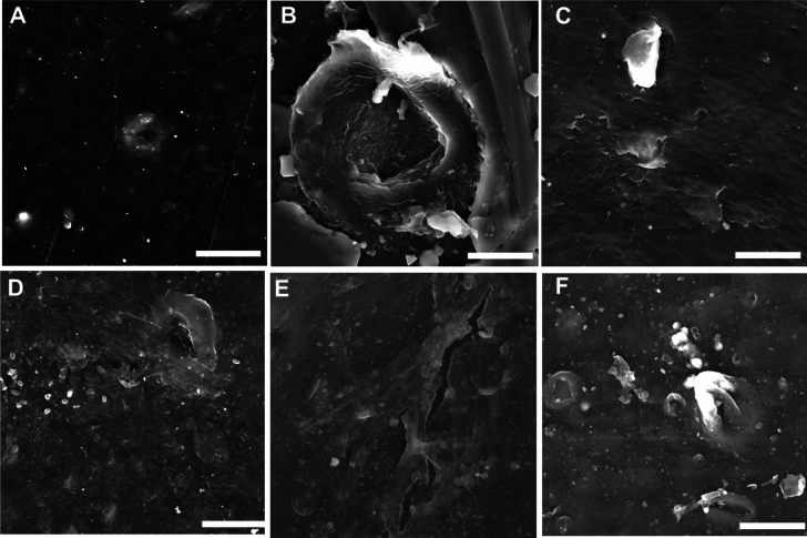 Identification of novel polyethylene-degrading fungi from South African landfill soils: Arthrographis kalrae, Lecanicillium coprophilum, and Didymosphaeria variabile.