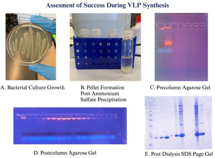Multi-phase Training in Virus-Like Particle Synthesis to Foster Science Self-efficacy in Students With Minimal Laboratory Experience.