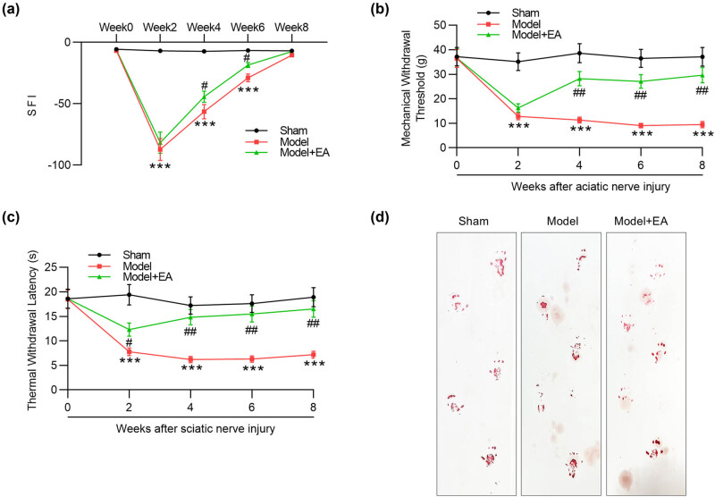 Electroacupuncture alleviates sciatic nerve injury in sciatica rats by regulating BDNF and NGF levels, myelin sheath degradation, and autophagy.