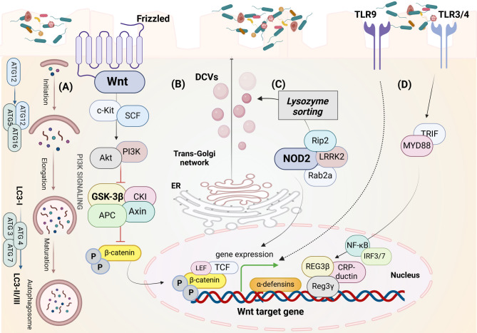 The gut-heart axis: a correlation between Paneth cells' dysfunction, microbiome dysbiosis, and cardiovascular diseases.