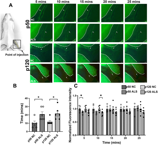 Lymphatic dysfunction correlates with inflammation in a mouse model of amyotrophic lateral sclerosis.