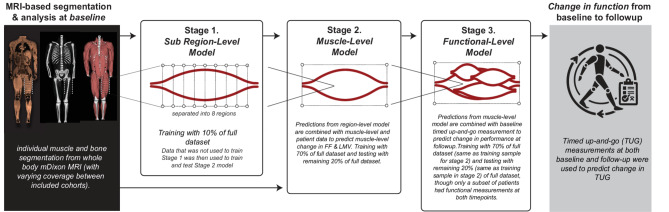 Multi-scale machine learning model predicts muscle and functional disease progression.