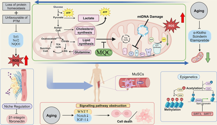 Perspectives on mitochondrial dysfunction in the regeneration of aging skeletal muscle.