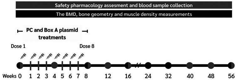 Long-term Safety Pharmacology and Musculoskeletal Changes of HMGB1 Box A Gene Therapy in Middle-aged Monkeys.