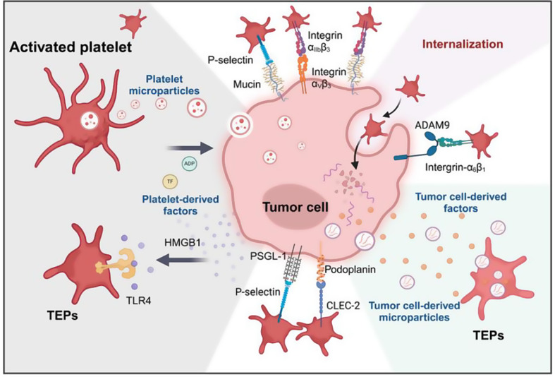 The role of platelets in tumor immune evasion and metastasis: mechanisms and therapeutic implications.