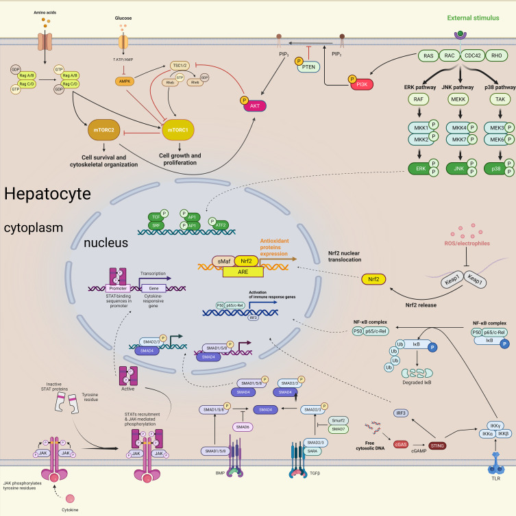 Immune Microenvironment on the Molecular Mechanisms and Therapeutic Targets of MAFLD.