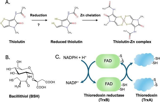 Reductive activation of the disulfide-containing antibiotic thiolutin is mediated by both bacillithiol and FAD-dependent disulfide reductases.