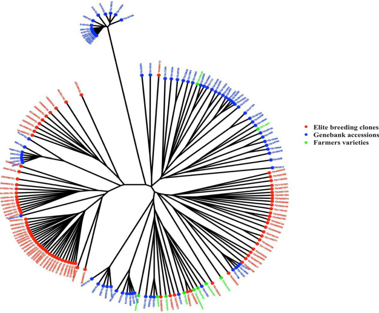 Genome wide association studies in yam reveal the challenge of high heterozygosity.