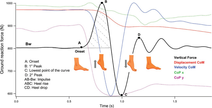 Biomechanical of bilateral heel rise, and its association with balance, functional mobility, and walking speed in older adults.