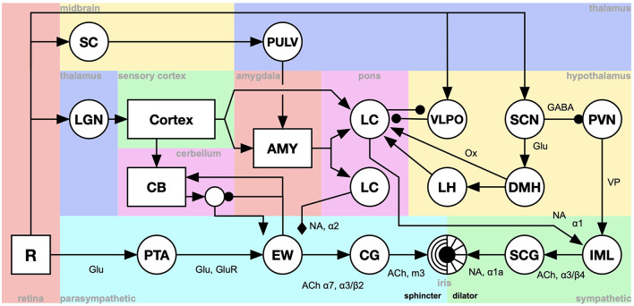 System-level brain modeling.